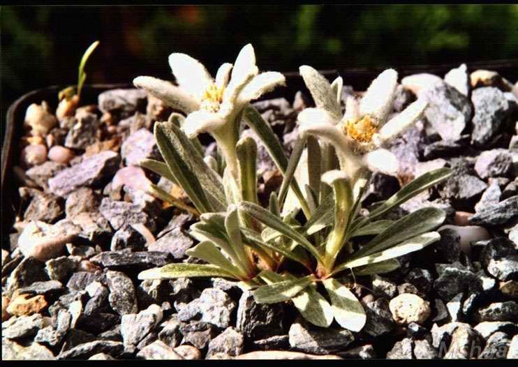 Leontopodium nivale2.jpg