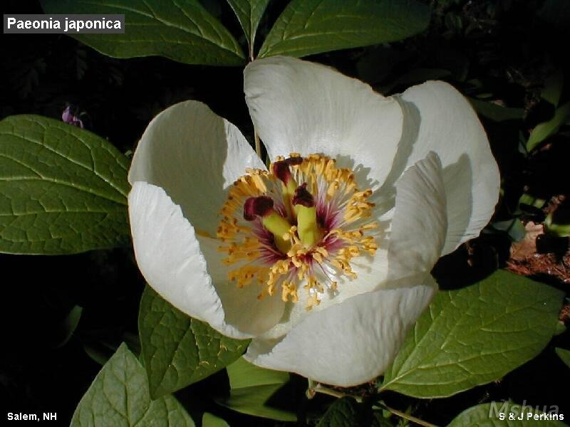 peonia japonica.jpg