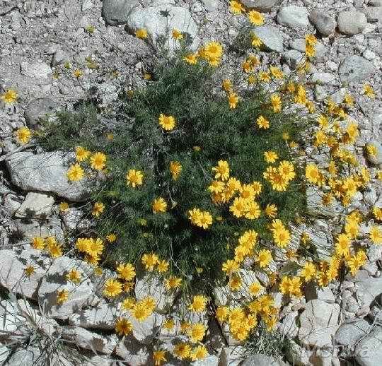 Thymophylla pentachaeta.jpg