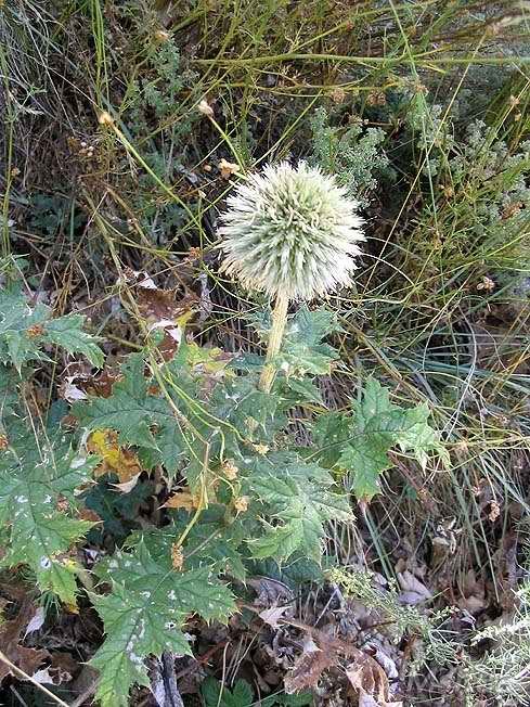 ����ͷEchinops sphaerocephalus.jpg