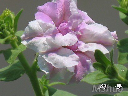 BigBull_ͼƬ 008.jpg