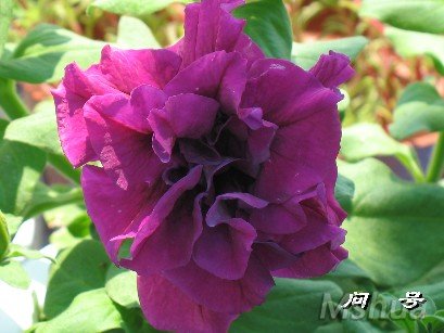 BigBull_ͼƬ 010.jpg