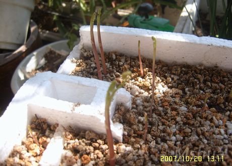 SUC58855_nEO_IMG.jpg
