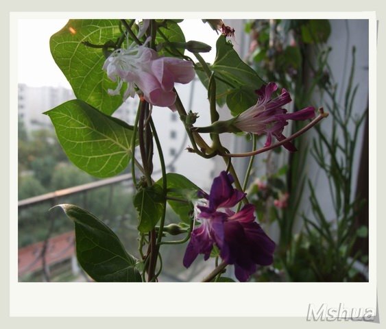 ������С ������ǣţ1_nEO_IMG.jpg