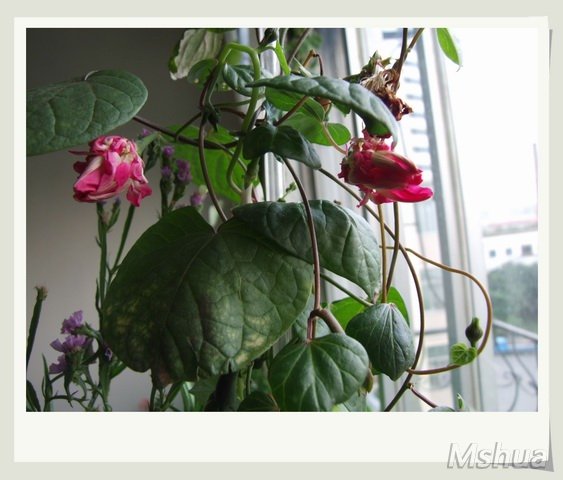 ������С ������ǣţ0_nEO_IMG.jpg