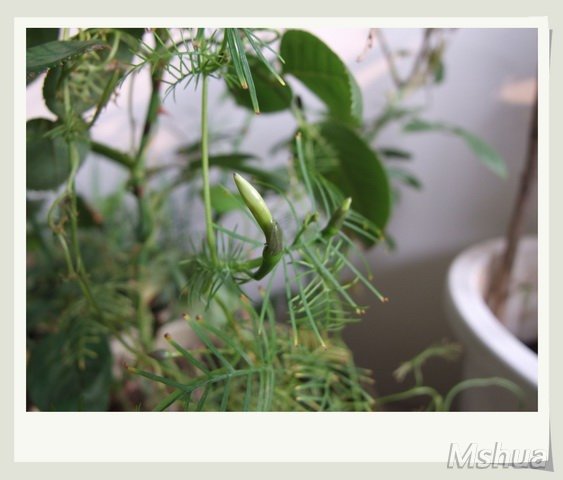 ������С �¼�6_nEO_IMG.jpg