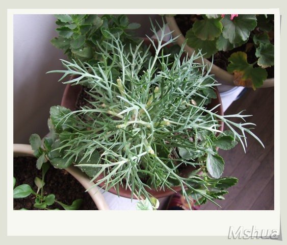 ������С С��2_nEO_IMG.jpg