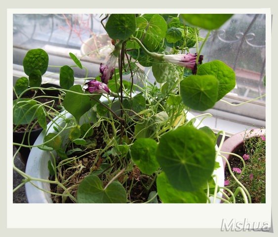 ������С ǣţ_nEO_IMG.jpg