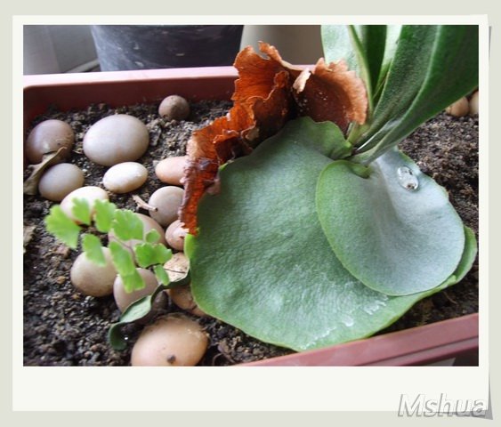 ������С ¹��33_nEO_IMG.jpg