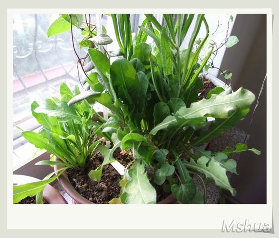 ������С ������2_nEO_IMG.jpg