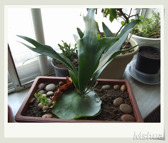 ������С ¹��32_nEO_IMG.jpg