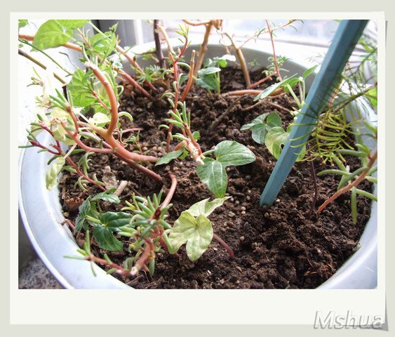 ������С ţ10_nEO_IMG.jpg