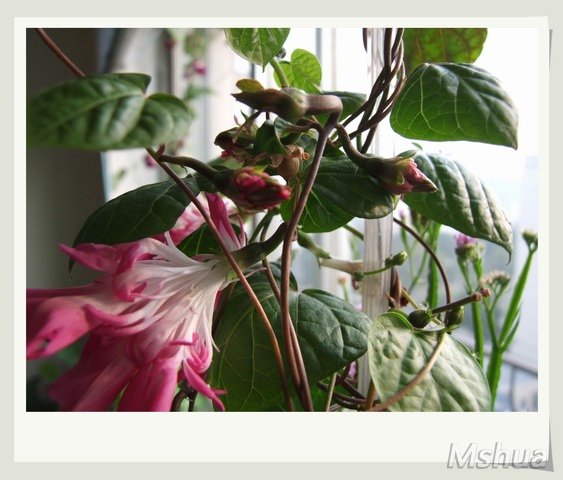 ������С ǣţ17_nEO_IMG.jpg