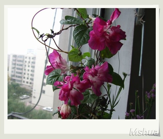 ������С DSCF0003_nEO_IMG.jpg