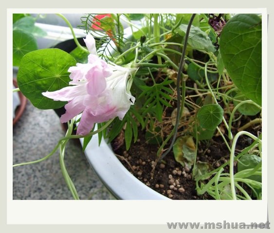 ������С DS71.jpg