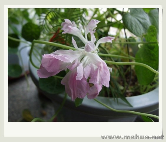 ������С DS72.jpg