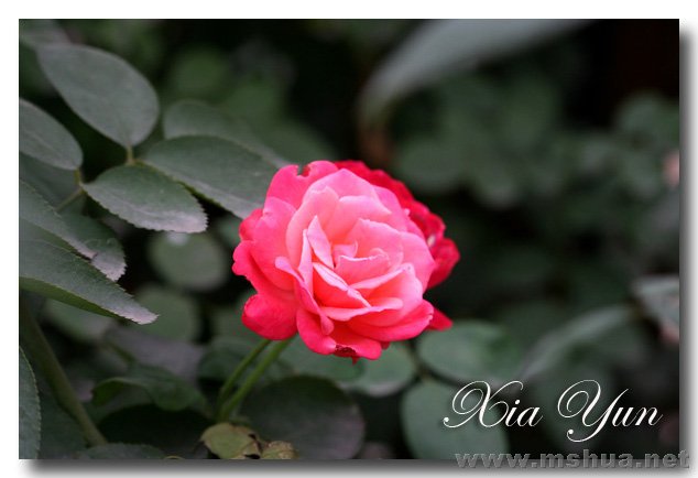 IMG_4688 ����.jpg