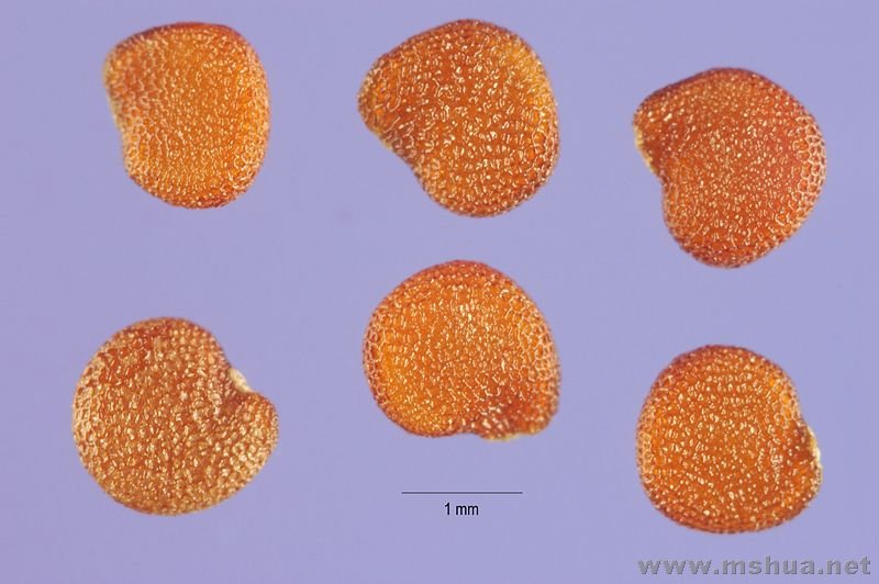 800px-Nicandra_physalodes_seeds.jpg