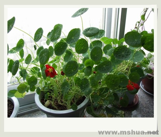 ������С DS41.jpg