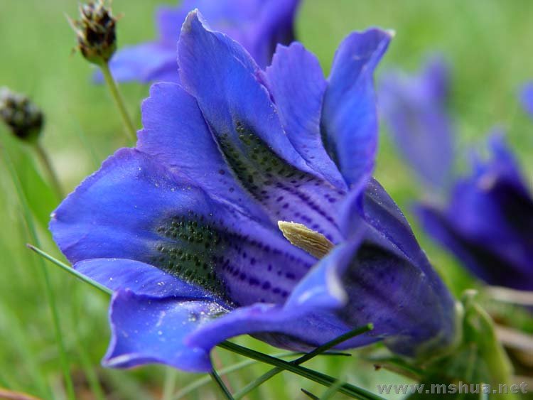 Gentiana alpina.jpg