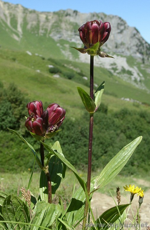 Gentiana purpurea.jpg