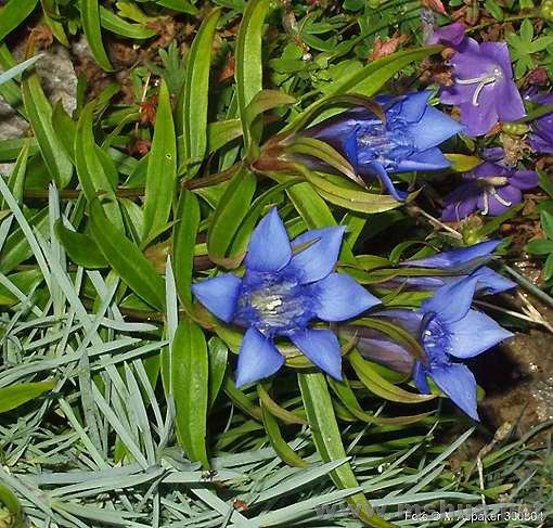 Gentiana paradoxa.jpg