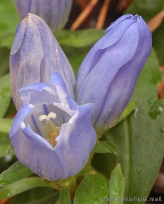 Gentiana saponaria2.jpg