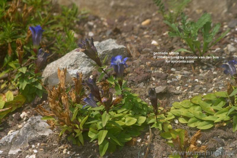 Gentiana affinis2.jpg
