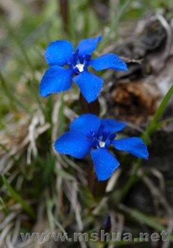 Gentiana incognitus.jpg