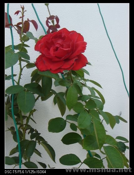 DSC00414.jpg