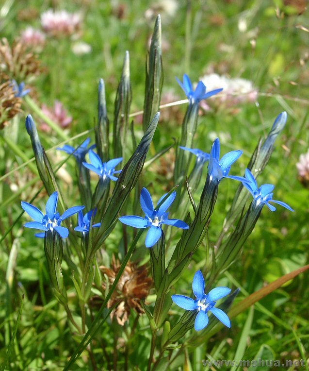 Gentiana nivalis.jpg