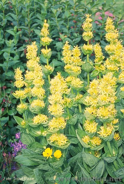 Gentiana lutea2.jpg