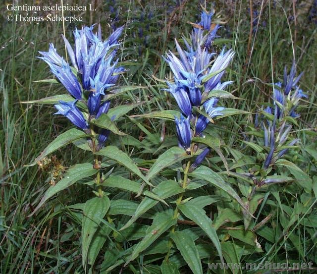 Gentiana asclepiadea.jpg