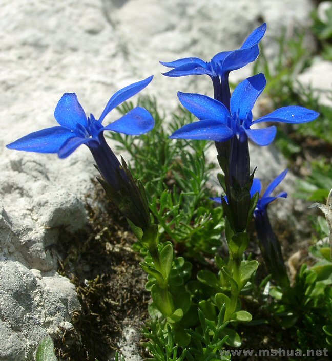 Gentiana bavarica.jpg