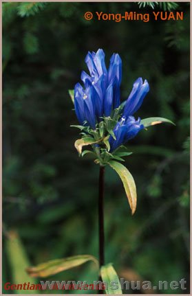 Gentiana atuntzensis.jpg