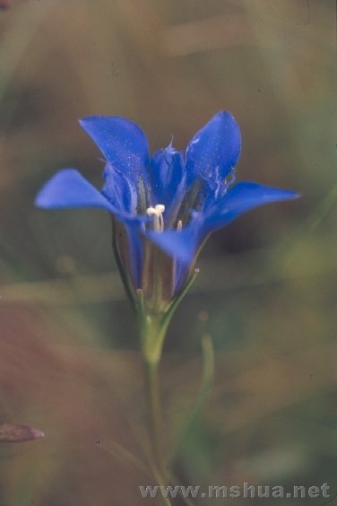 Gentiana autumnalis2.jpg