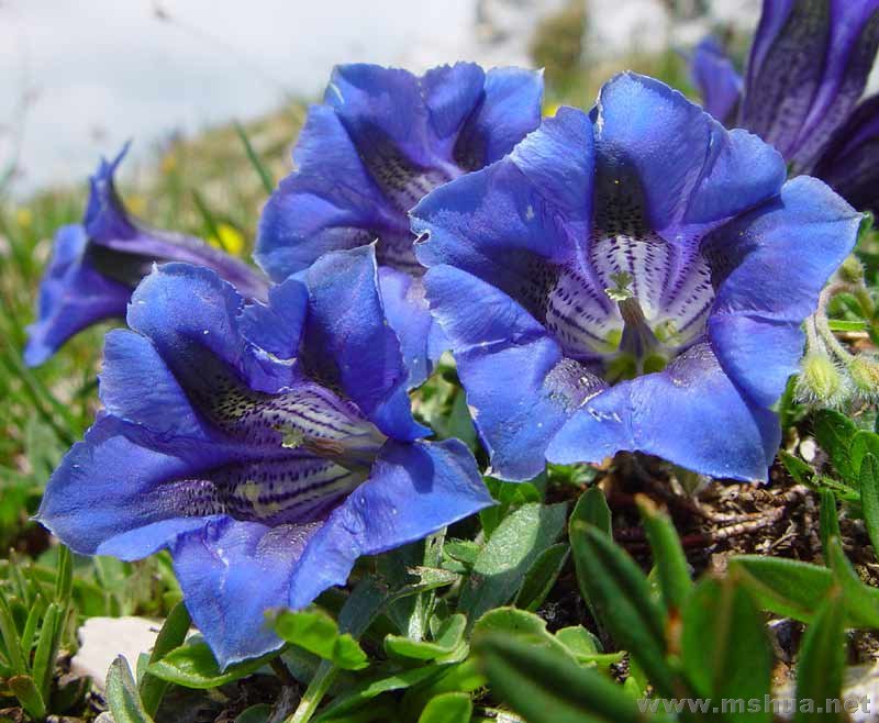 Gentiana clusii.jpg