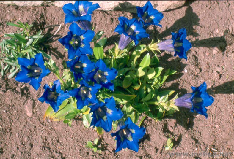 Gentiana acaulis2.jpg