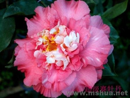 ������ͼƬ