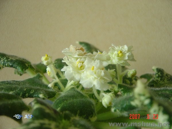 �ƽ�����