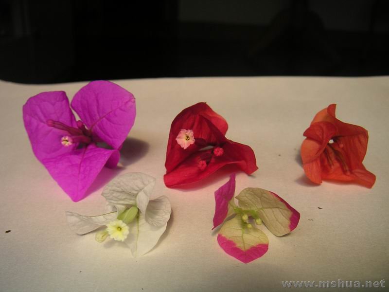 ������С ������ɫ2.jpg