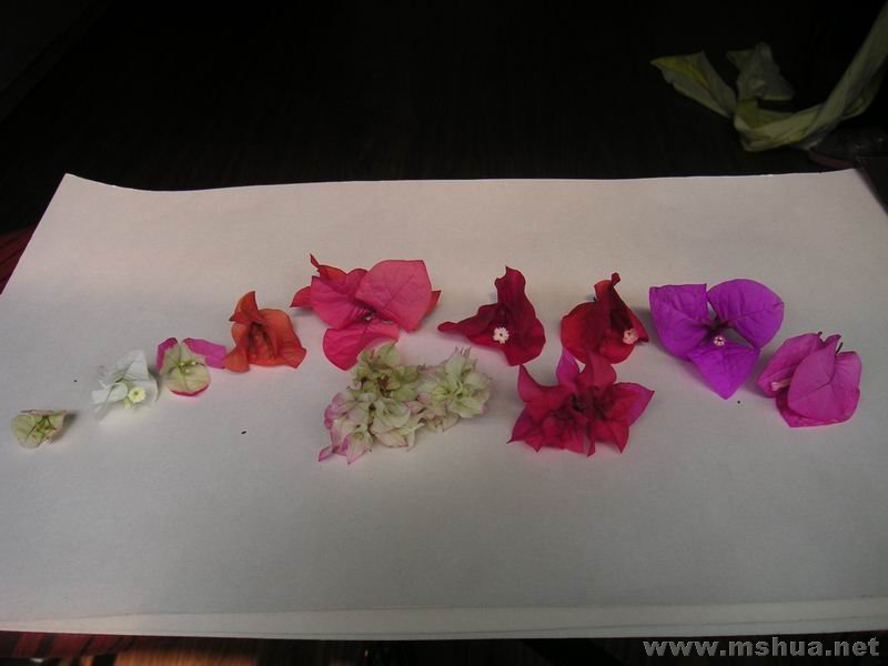 ������С ������ɫ710241.jpg