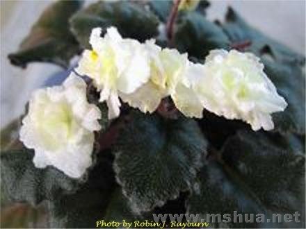 ����AVSA�ϵ�ͼ����������Ŷ��