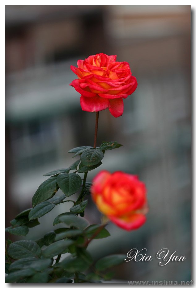 IMG_6223 ����.jpg