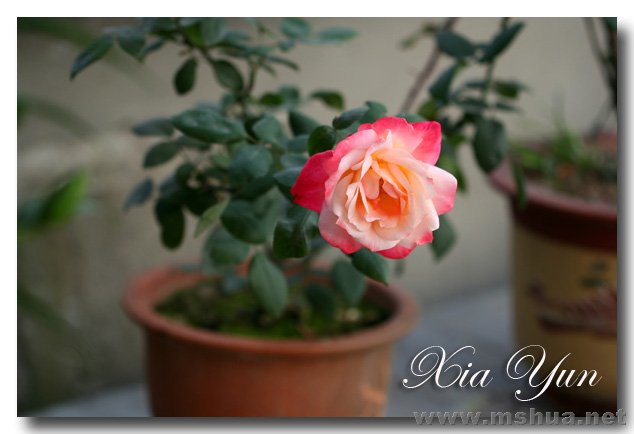 IMG_6229 ����.jpg