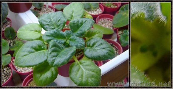 �׻���ɫմȾ