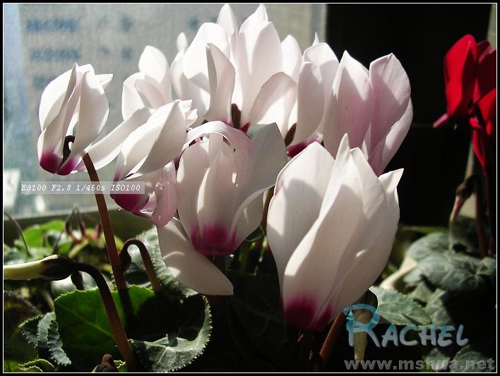 DSCN7825.JPG