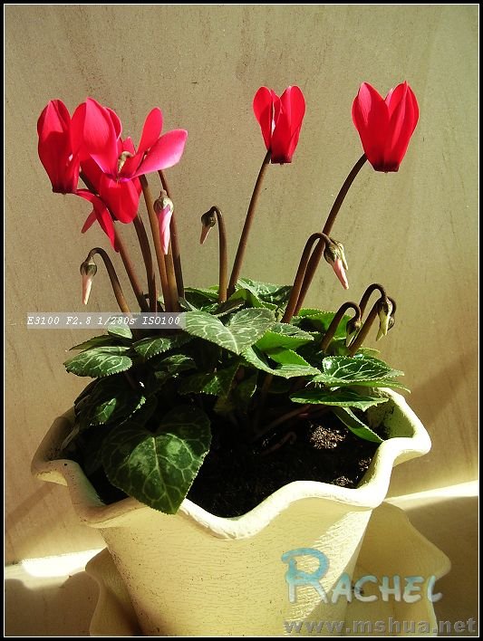 DSCN7838.JPG
