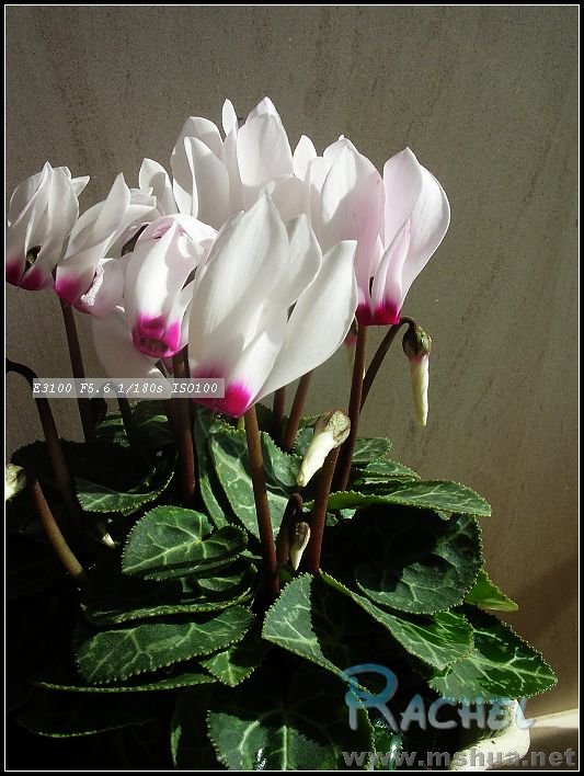 DSCN7837.JPG