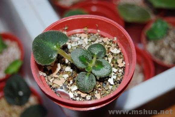 ���Ҳ�ܿɰ������Ҳ�֪���������֣�